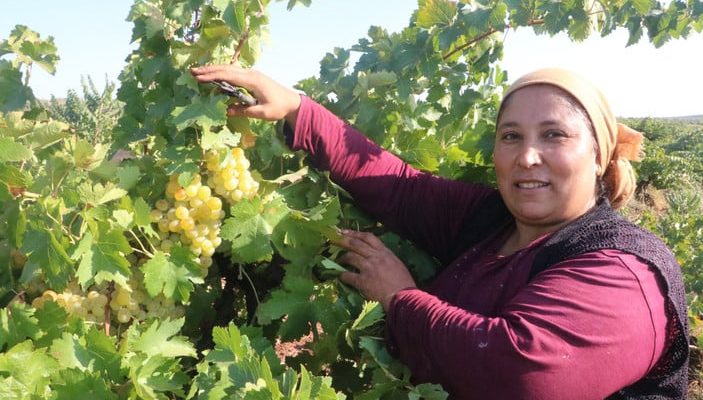 Hatay’da sıcaklar rekolteyi düşürdü! Üzümün market fiyatı tarla fiyatının üç katı